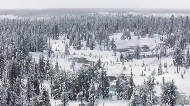 Ravens track wolves
