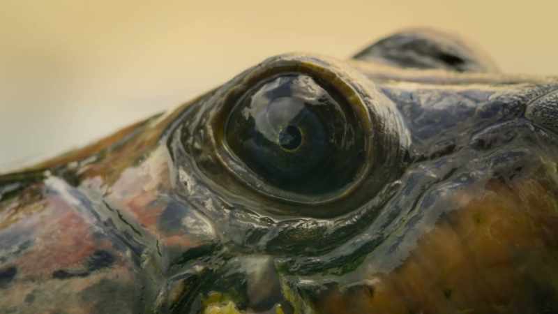Recently discovered, these turtles have a remarkable ability