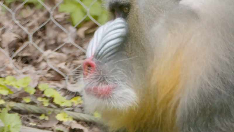 Recently, however, he has got some chronic sinus infection