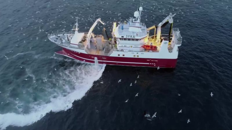Recently imposed quotas ensure there are enough herring for