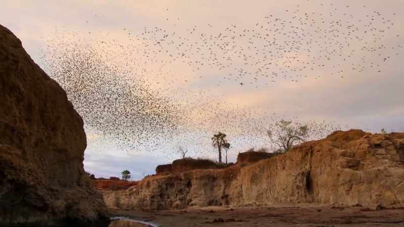 Red-billed quelea