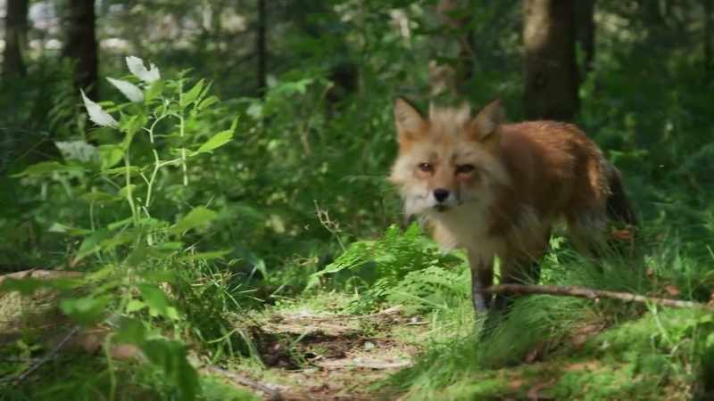Red foxes have the largest distribution around the globe