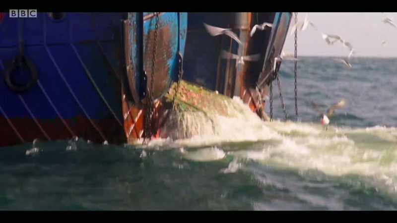 Reducing fishing in an area can get a population back