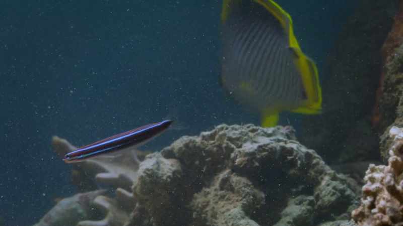 Reef fish begin to associate the distinctive colours