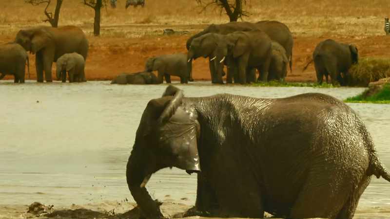 Rejected and lonely, Tembo must seek company elsewhere