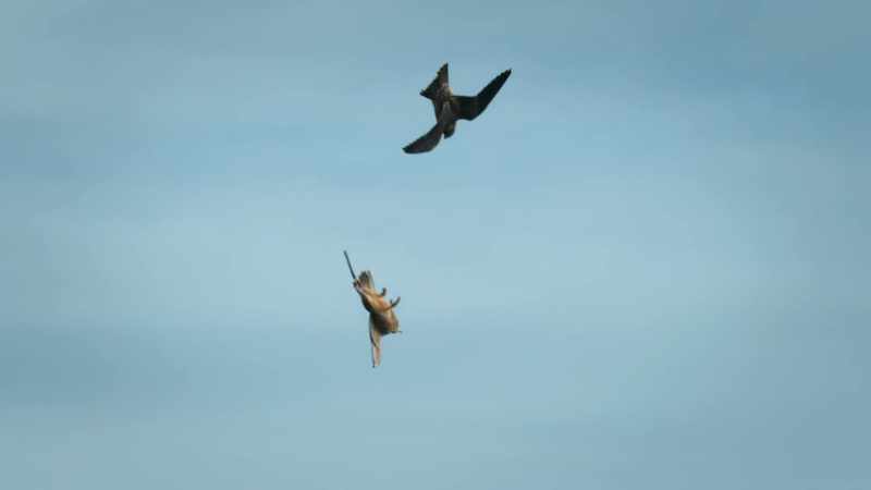 Releasing prey helps teach his chicks how to use gravity