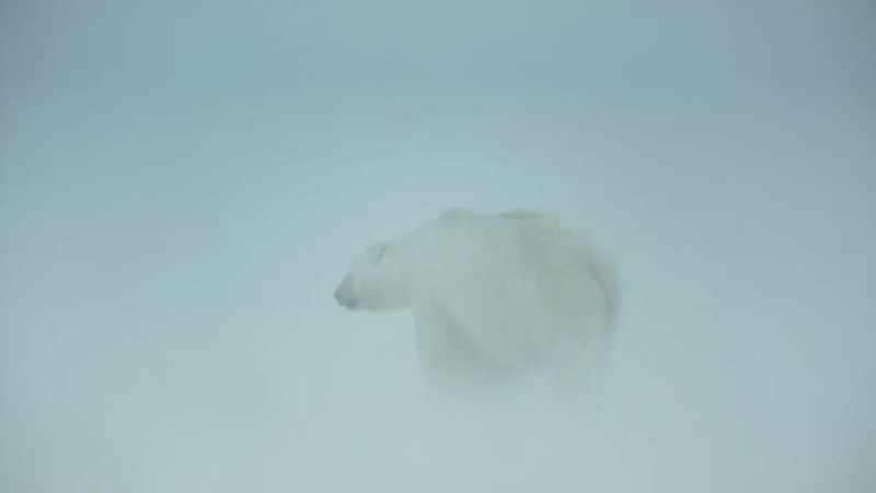 Relief for the many creatures that depend on the ice