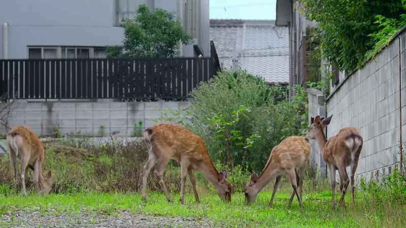 Remarkably, the older deer