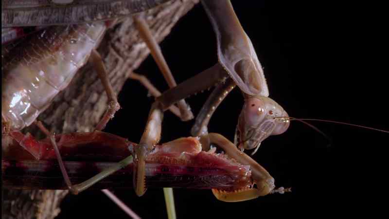 Remarkably, this male isn't entirely dead