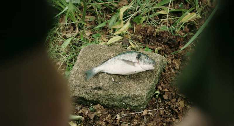 Remember, fish are nature's Pot Noodles