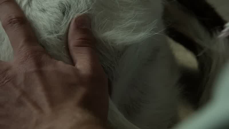 Remember, for intramuscular injections in the hind leg