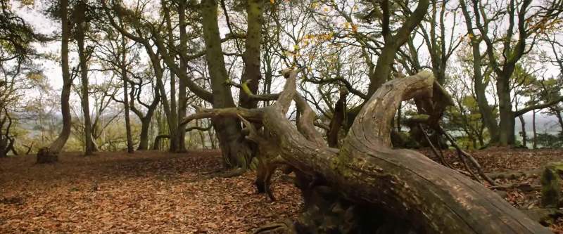 Remember how mother made us kiss the trees