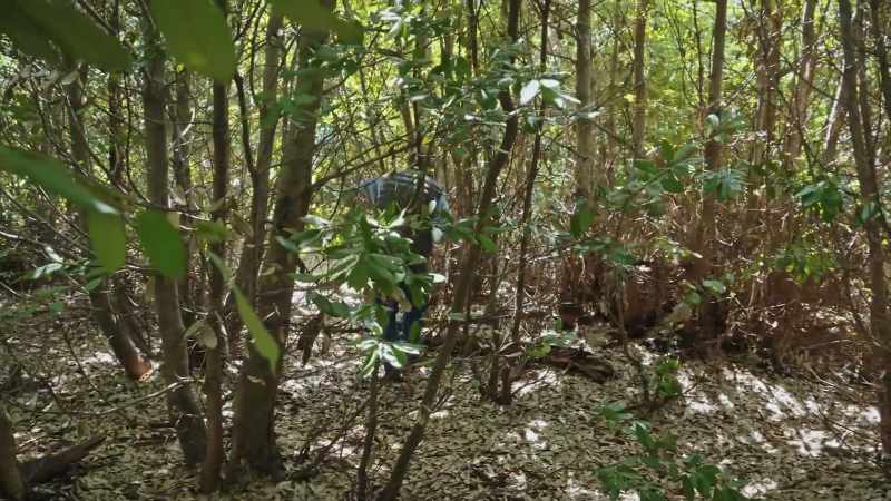 Remember those young tree plantations