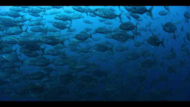 Reminding us how abundant our oceans can be