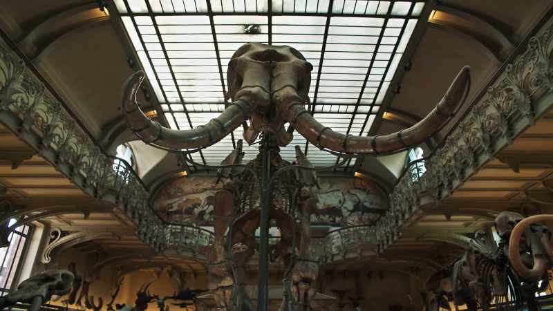 Remnants of these huge elephantine animals