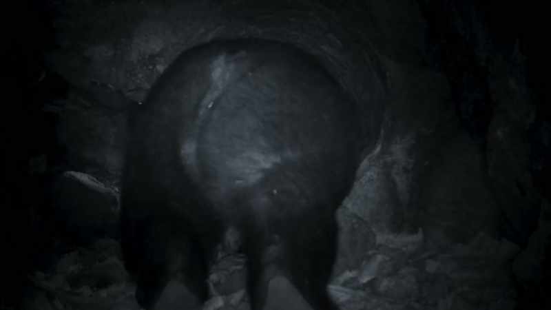 Remote cameras reveal the bear's whereabouts