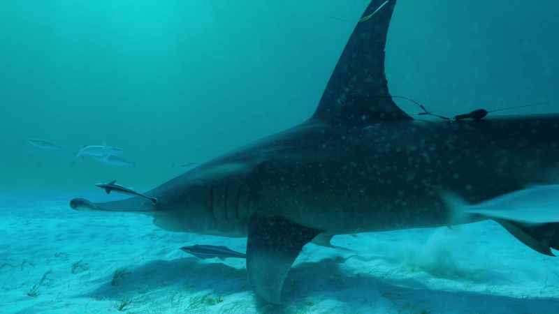 Removing sharks is removing part of the framework