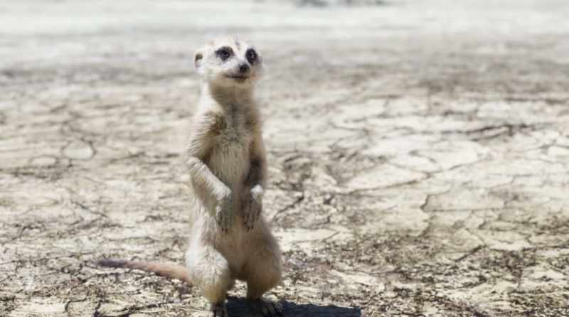 Repeat after me, kid. 'Hakuna matata'