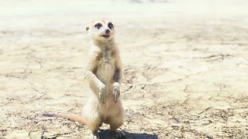 Repeat after me kid Hakuna matata