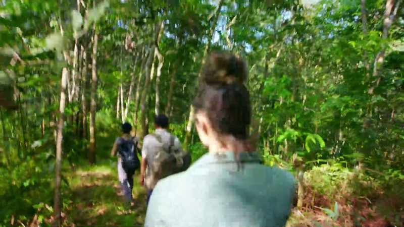 Rescuing an orangutan from where it, you know