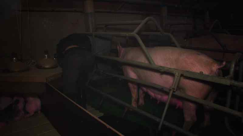 Rescuing pigs isn't straightforward