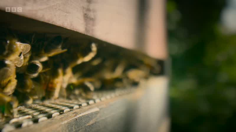 Research into whether bees get hangovers has yet to be done