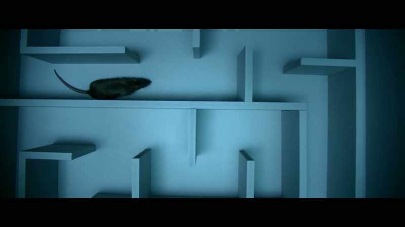 Researchers use maze studies