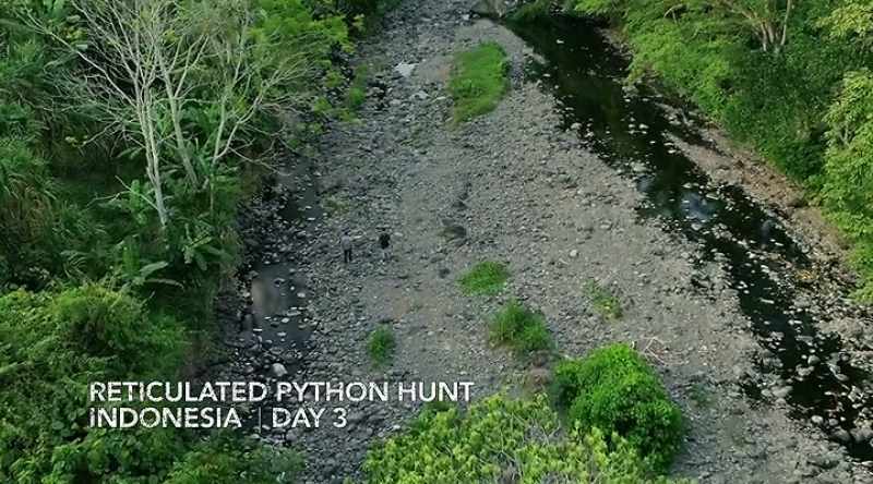 Reticulated pythons are ambush predators