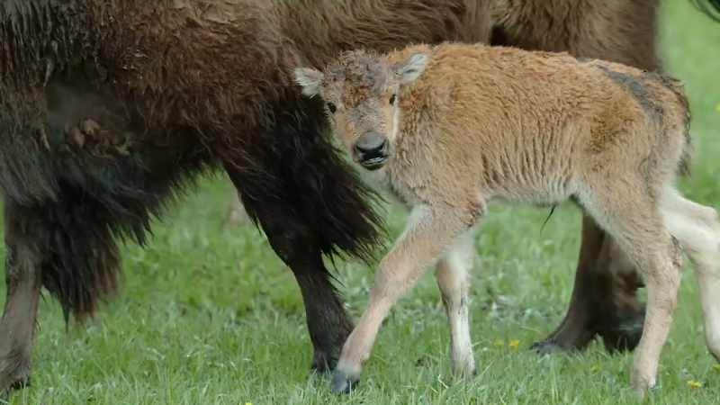 Reviving the bison hunt may be the key