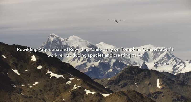 REWILDING ARGENTINA AND REWILDING CHILE CONTINUE
