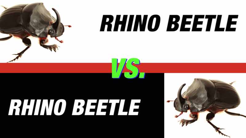 Rhino beetle and then, like, another rhino beetle!