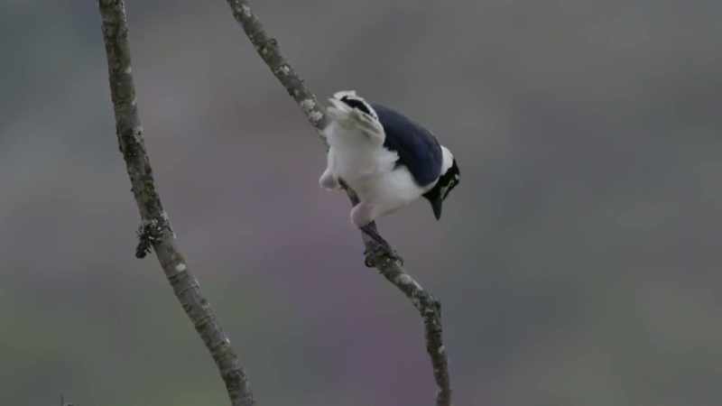 [rhythmic chirping]