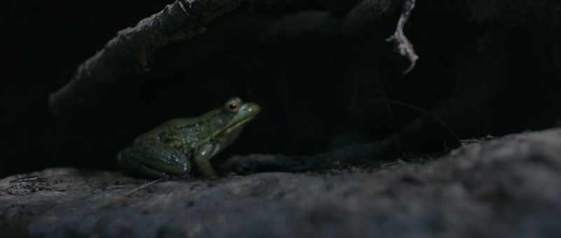[ribbits]