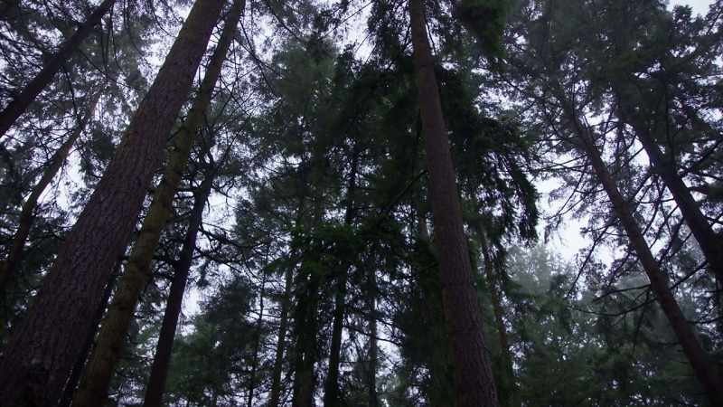 Richard: You can go into the forest