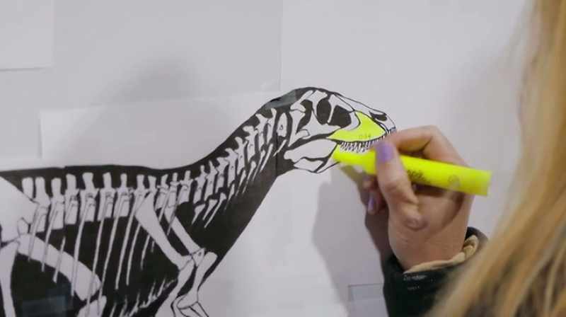 RIGHT DENTARY. RIGHT DENTARY 015
