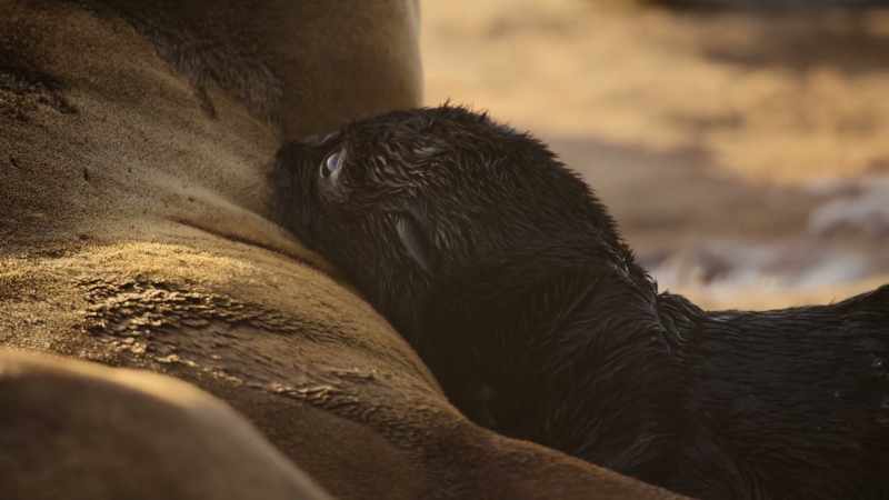 Right now, he's ready for his first milk