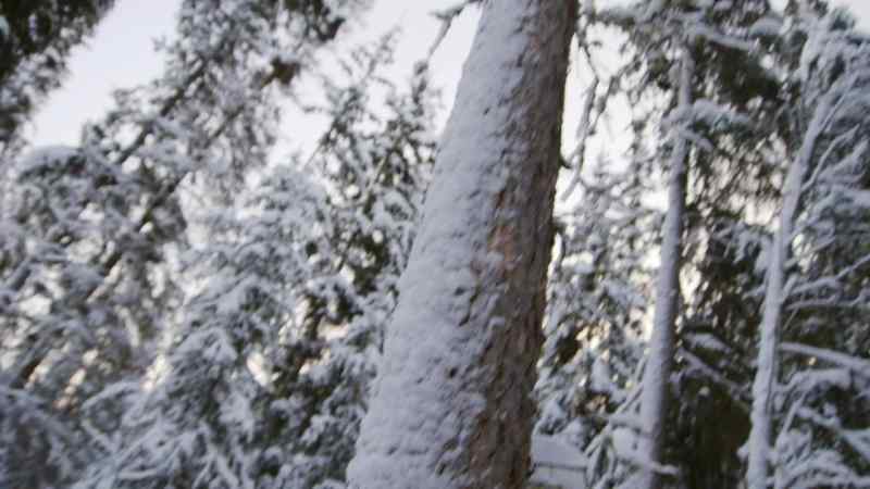 RIGHT NOW, I'M LOOKING FOR A TREE