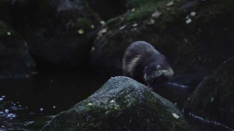 Right now they search for frogs, snakes or lizards