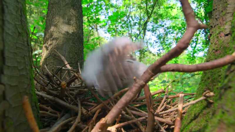 Right now, this baby goshawk can barely stand
