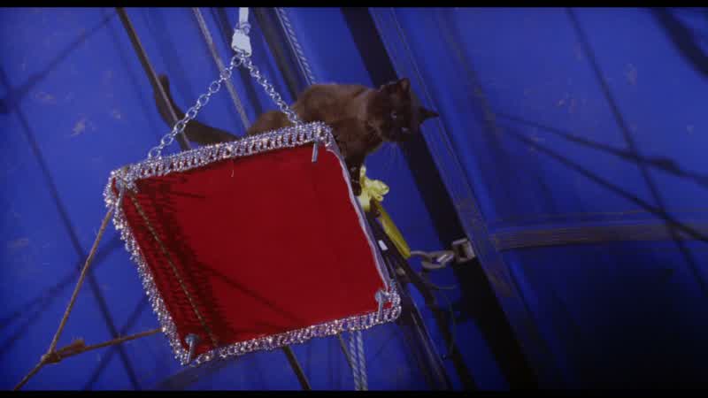 RINGMASTER: Hey!