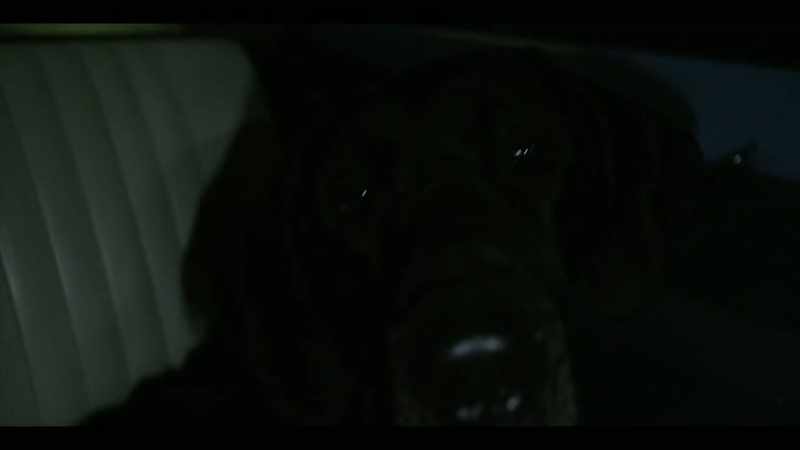 RINKA WHINES Are they aggressive, Great Danes?