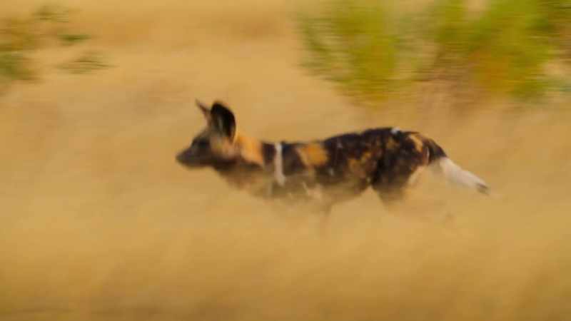 Risking his life, Bamba confronts the enemy