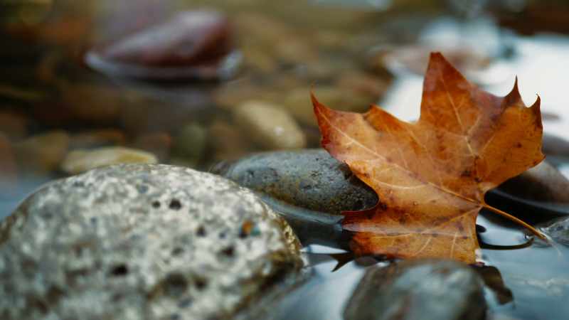 [river flowing] [soft music]