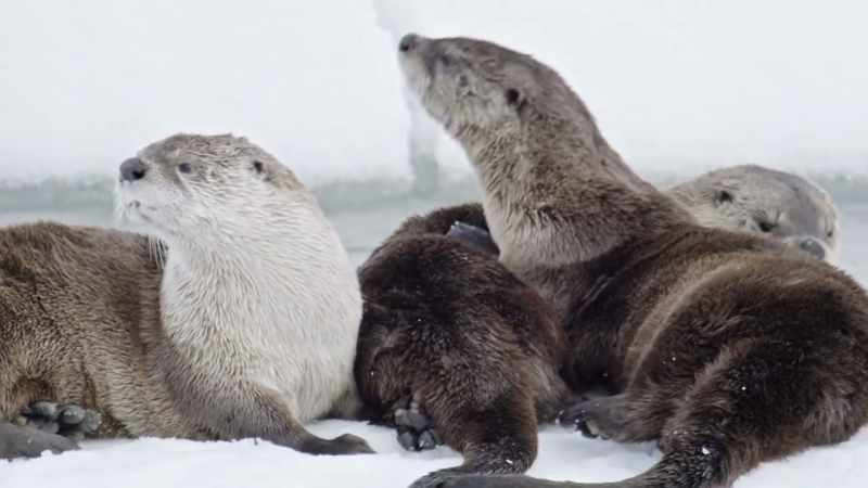 River otters are at home in the water