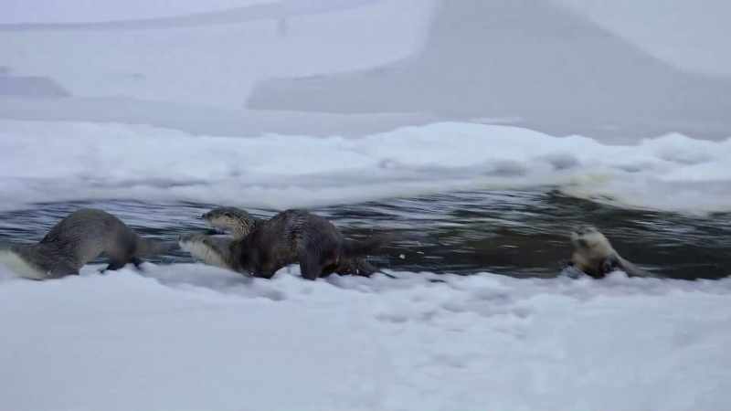 River otters may reign supreme in water