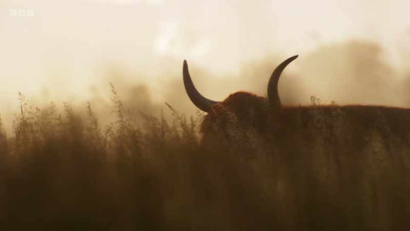 Roaming freely across them