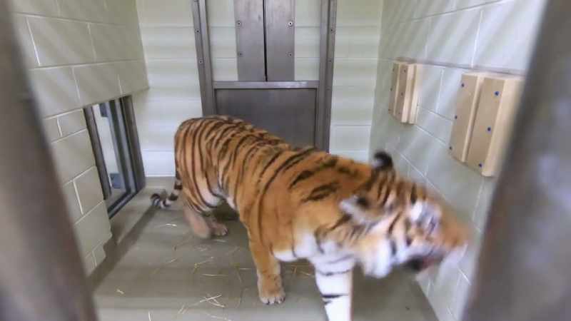 (roar)