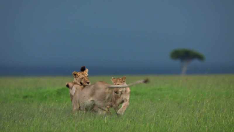 (ROARING LIGHTLY)