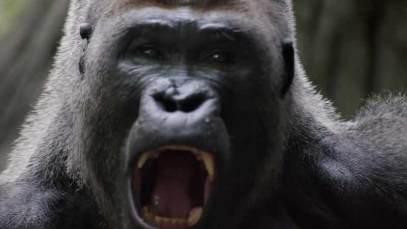 [ROARING]