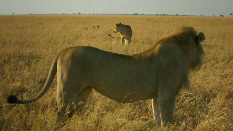 ROARING